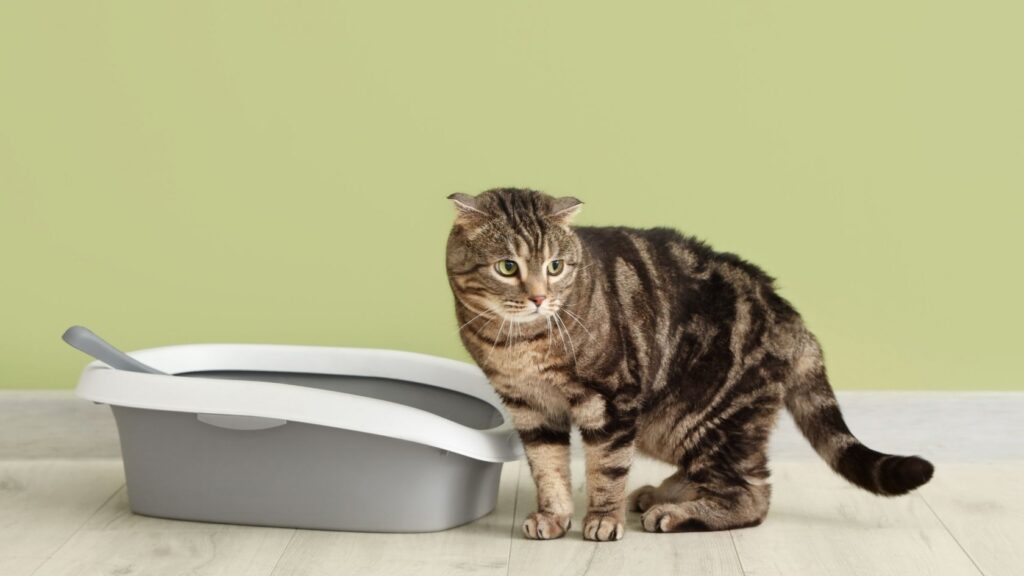 Kedi İdrar Kokusu Nasıl Geçer