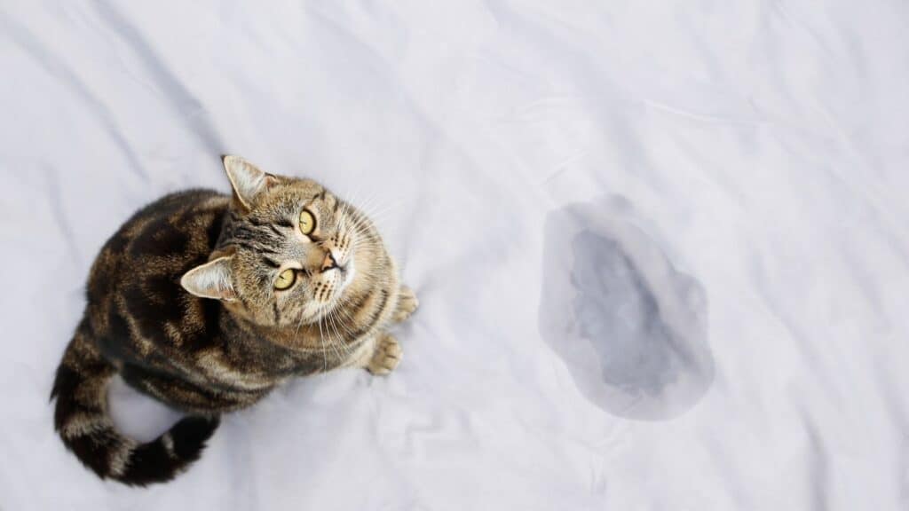 sararmış yatak temizliği